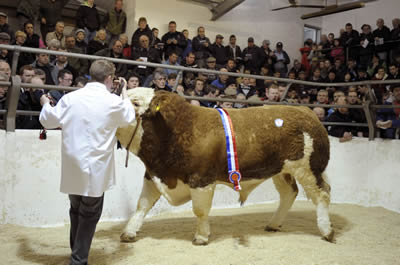 Champion bull, Drumbulcan Waterfall in the sale ring