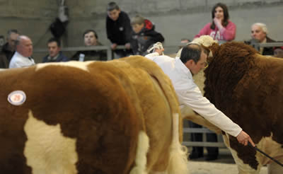 Line up of quality Simmental bulls in demand