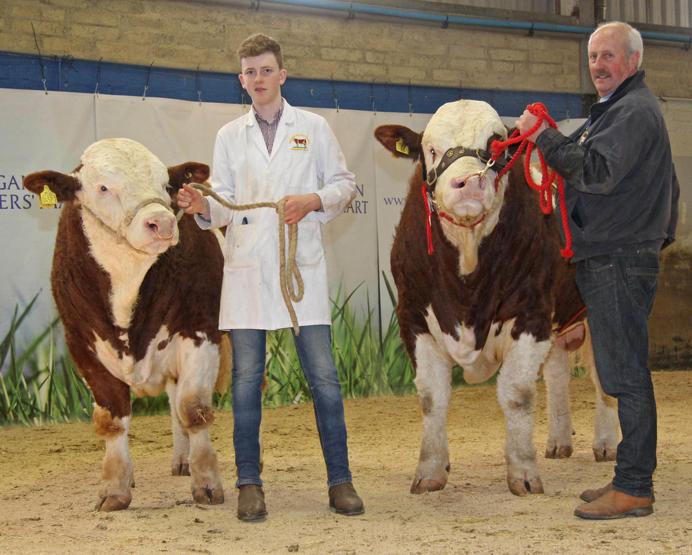 The sale leaders at the NI Simmental Club's spring show and sale in Dungannon were the 3,400gns Bridgewater Farm Hector and the 3,300gns Bridgewater Farm Gazza, shown by Nigel Glasgow and Conor Loane, Cookstown.