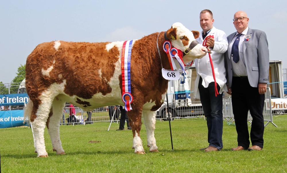 Female and supreme overall champion Ranfurly Lady Diana 24th exhibited by Jonny Hazelton. Included is judge Tony O'Leary, Co Cork.