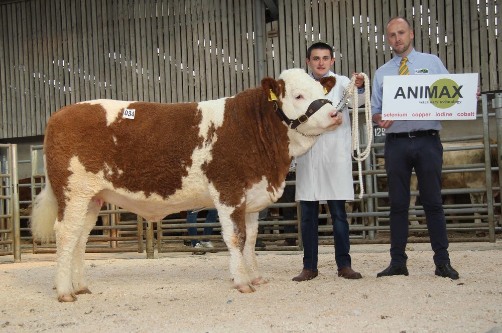 Reserve female champion was Jason Whitcroft's Whitdrum Lady Delilah. Included is sponsor Neill Acheson, Animax.
