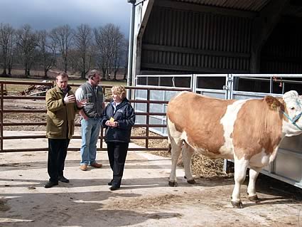 Jim Mclaren, Tom Henderson & Dorothy Moffat demonstrating the points to look for on a simmental cow