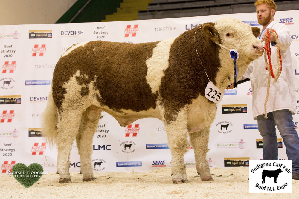 Reserve senior Simmental champion was Lisglass Gallant bred by Leslie and Chris Weatherup, Ballyclare.&nbsp;