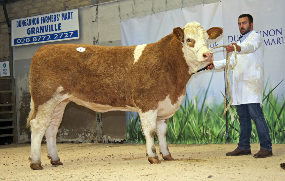 Ranfurly Blende 5th came under the hammer at 5,100gns, selling to the Popes Herd based in Lancashire.&nbsp;