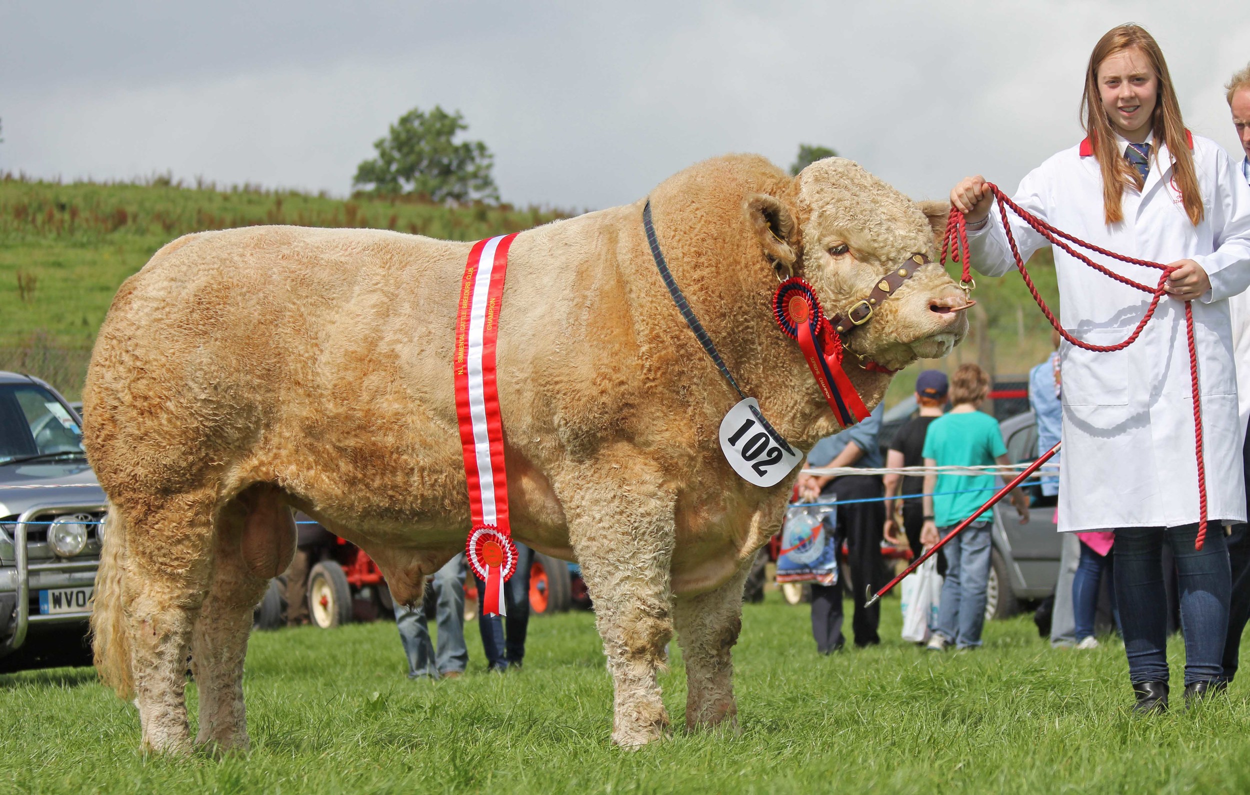 Male and supreme overall Simmental champion was Omorga Eli shown by Cara Moore, Beragh. 