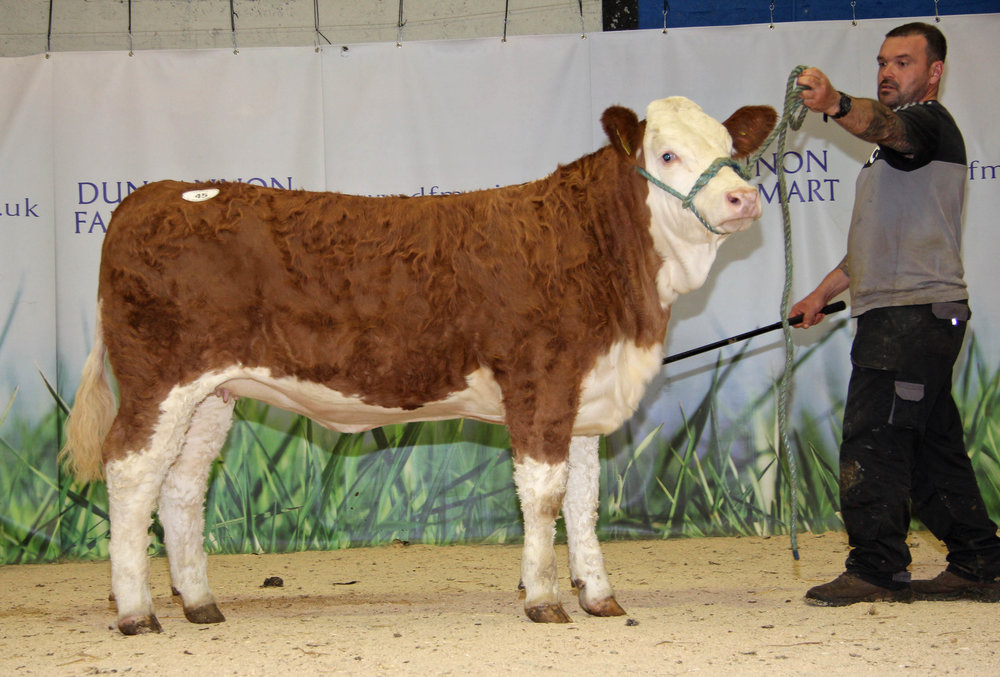 The youngest heifer in the catalogue was the six-month-old Ballinalare Farm Honey sold for 2,800gns.