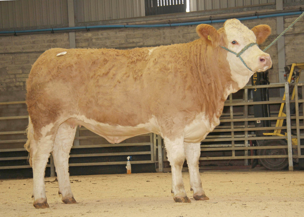 Topping Joe Wilson's offering at 3,000gns was Ballinalare Farm Favourite Lady.&nbsp;