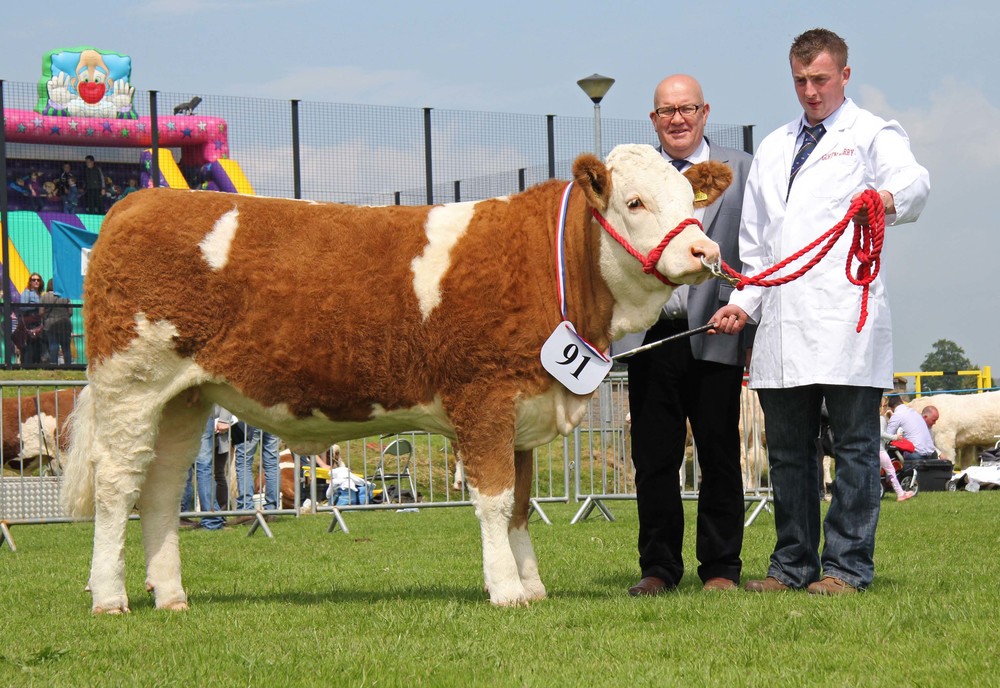 First-time exhibitor Aaron Smyth, Maghera, with his fourth placed heifer Newbiemains Goldstar at Ballymena Show. Included is judge Tony O'Leary.&nbsp;