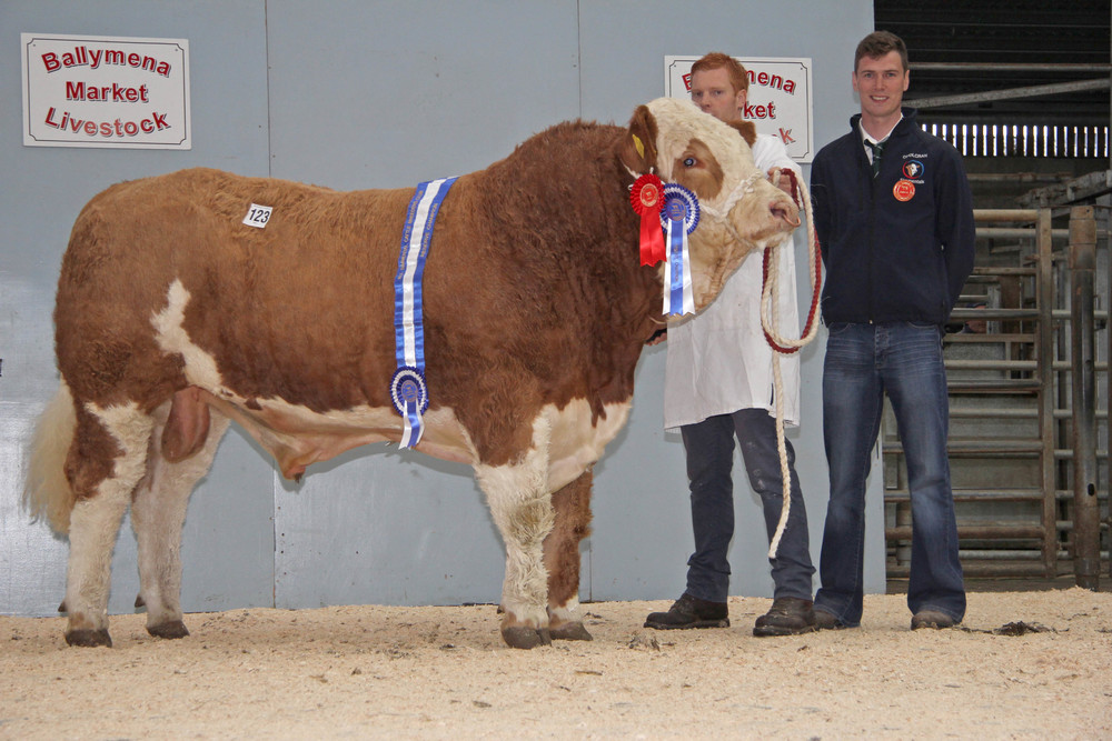 Reserve male and reserve supreme champion was Lisglass Geraldo sold for 2,400gns. Christopher Weatherup is pictured with judge Paul McDonald.&nbsp;