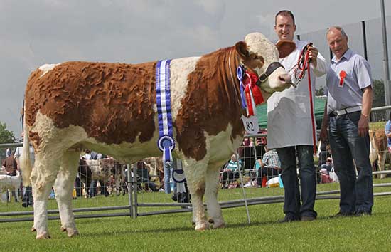 Female and reserve supreme Simmental champion at Ballymena Show was Ranfurly Weikel 11th shown by Jonny Hazelton, Dungannon. Included is judge Bertie Houston, Donegal. 