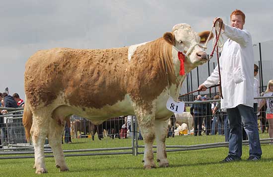 Reserve female Simmental champion at Ballymena Show was Lisglass Clover 2nd shown by Christopher Weatherup, Ballyclare. 