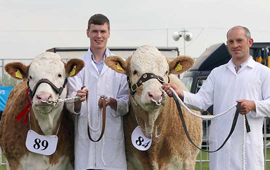 The Ballymena Show qualifiers for the Ivomec Super Simmental Pair of the Year competition were Ashland Ella Beauty and Ashland Lady Ann 2nd owned by Pat and Frank Kelly, Tempo. Frank Kelly was assisted by Paul McDonald. 