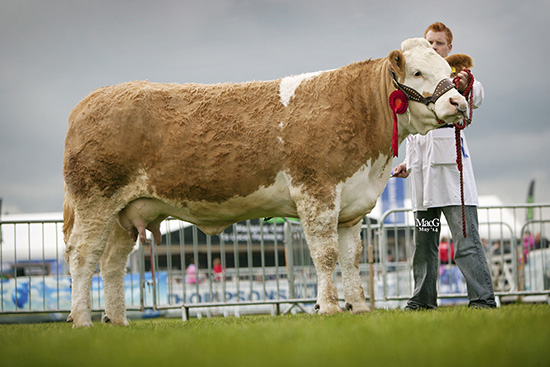 The junior cow class was won by Lisglass Clover from Leslie and Christopher Weatherup, Ballyclare. 
