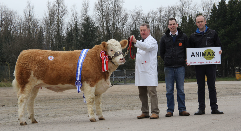 Adrian Richardson's female champion and reserve supreme champion Cleenagh Good Girl attracted a top bid of 5,400gns at the NI Simmental Club's spring show and sale, Dungannon. Adding their congratulations are judge Shane McDonald, Tempo; and sponsor Neill Acheson, Animax.