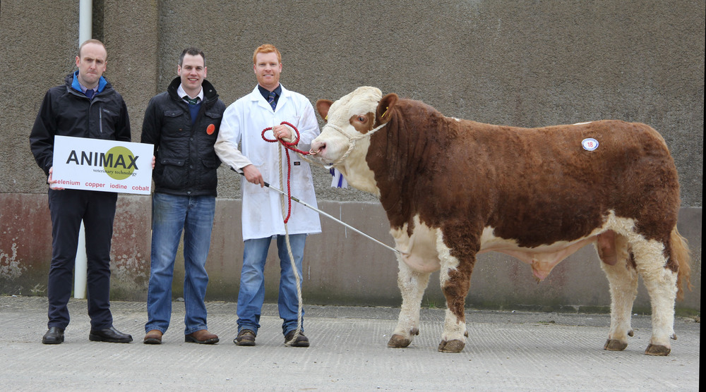 Reserve male champion Lisglass Fortress sold at 3,400gns for Christopher Weatherup, Ballyclare. Included are sponsor Neill Acheson, Animax; and judge Shane McDonald, Tempo.&nbsp;