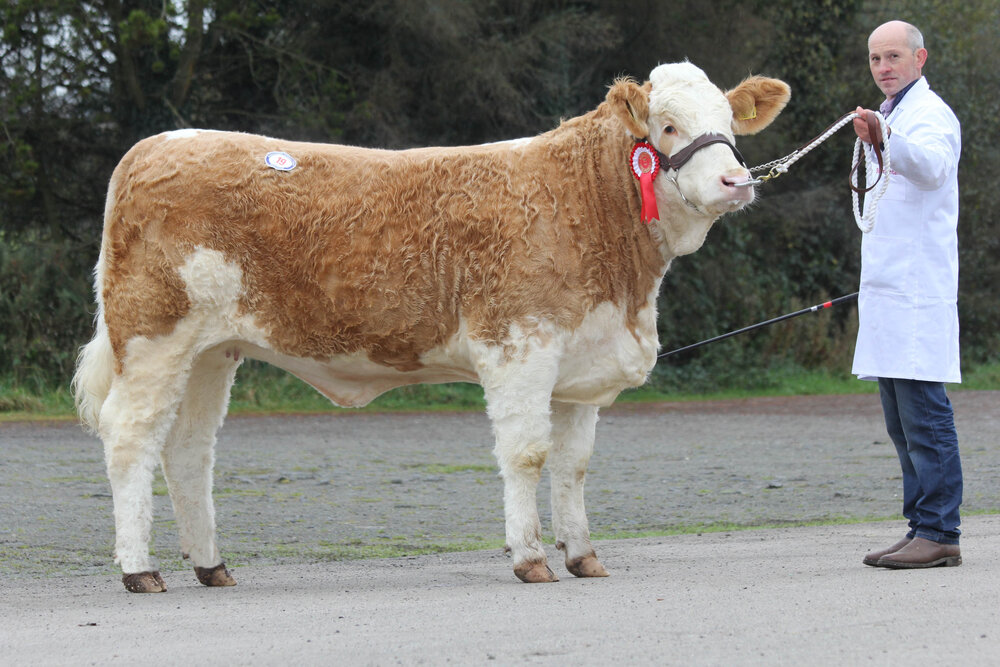 Top price of the day 2,800gns went to the first prize winning Ashland Topaz Janet bred by Pat and Frank Kelly, Tempo.