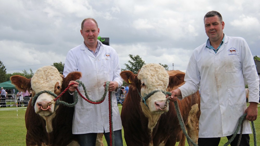  The Omagh Show qualifiers for the Ivomec Super Simmental Pair of the Year Competition were Drumacritten Fred and Drumacritten Fermanagh exhibited by brothers George and Keith Nelson, Rosslea. 