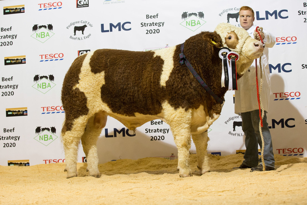Simmental senior champion was Lisglass Fortune shown by Christopher Weatherup.