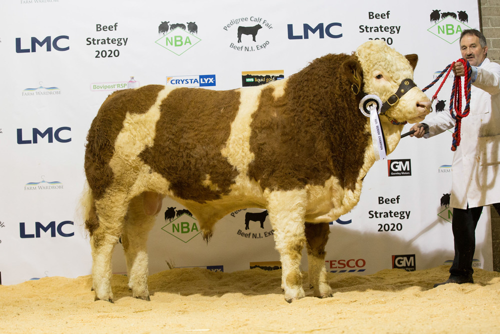 Kenneth Veitch exhibited the reserve senior Simmental champion Drumlone Fabulous.