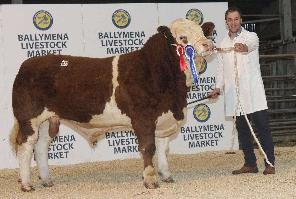 Paul Reaney, Markethill, exhibited the reserve champion Cladymore Justice sold for 2,700gns at the NI Simmental Club's Ballymena show and sale.