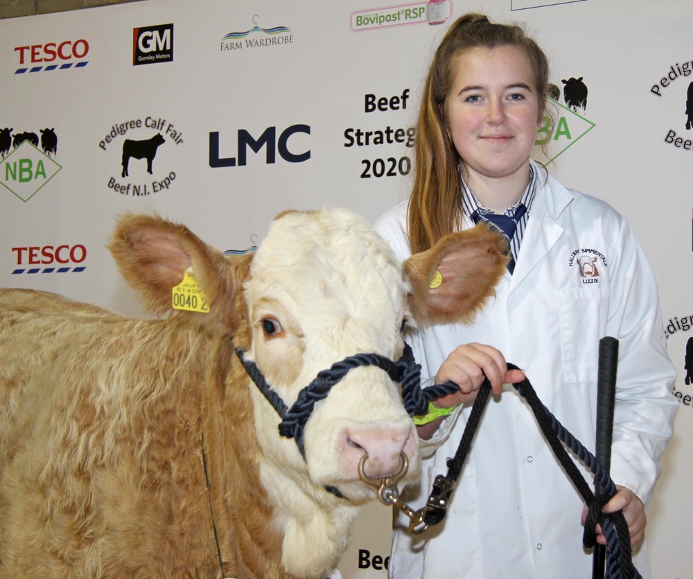 English breeder Lizzie Harding was placed second in the showmanship section at the Pedigree Calf Fair @ Beef NI Expo. She is pictured with Ranfurly Weikel 16th.