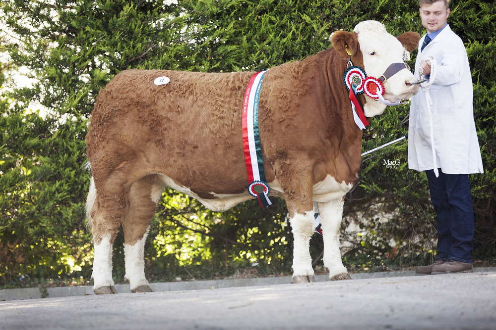  Reserve champion at the 45th Anniversary elite female show and sale was the Robson family's Kilbride Farm Eunice 169E. She sold for 5,600gns.   .  