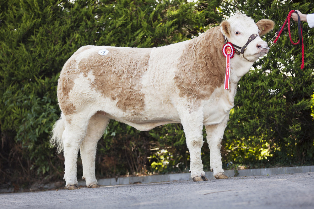  The first prize winning Derrycallaghan Fancy Me sold at 4600gns. 