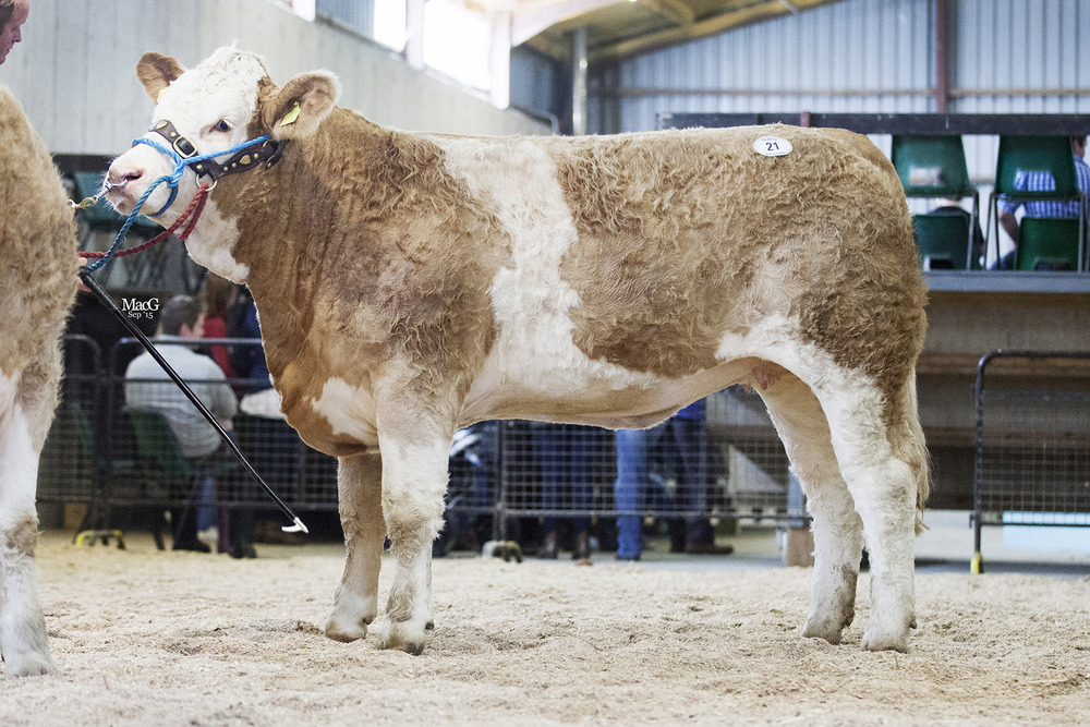  John Moore's Omorga Faith sold for 3,100gns. 