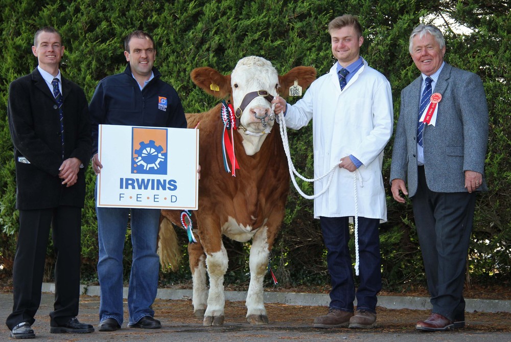  Matthew Robson exhibited the reserve champion Kilbride Farm Eunice 169E. Pictured, from left: Richard Rodgers, chairman, NI Simmental Cattle Breeders' Club; Ian Cummins, Irwins Feed, sponsor; and judge David Donnelly. 