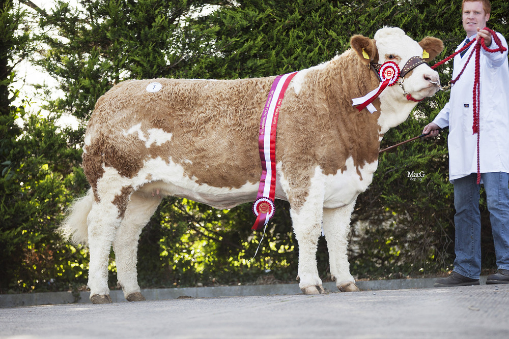  Supreme champion Lisglass Emerald attracted a top bid of 6,600gns at the NI Simmental Club's 45th Anniversary elite female show and sale. 