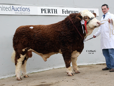 Reserve Junior Champion Ashland Trevor bred and exhibited by Mr P Kelly and purchased for 7000gns by Sinclair, Orkney.