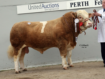 Reserve Intermediate Champion Drumacritten Titan bred and exhibited by Mr W E Nelson and sold for 7000 gns to Mr Mckay