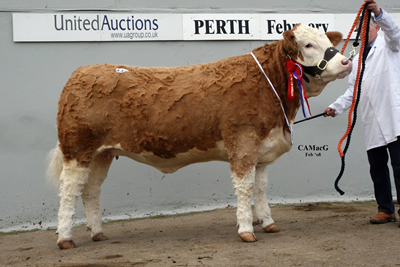 Female Champion Sterling Jool's Tania bred and exhibited by Boddington Estates and purchased by Mr Hollingsworth Midhope herd for 6500gns.