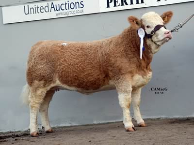 Lot 633 Reserve Female Champion Blair Tiffany Bred & Exhibited by Colin Fordyce and purchased for 3800 Gns by Mr & Mrs Field, Buryrown herd.