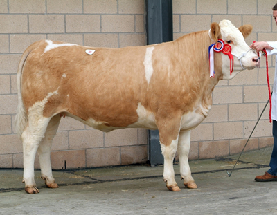 Lot 108 - Female Champion Midhope Tamsin bred by W J Hollingsworth and purchased for 2,100gns by B L Burton, Lincolnshire. Sire: Pasturehouse Paleface Dam: Midhope Kai