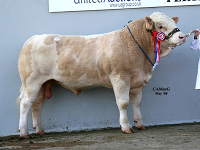 Lot 50 Champion Halenook Topper bred by M/s Telford & Rawcliffe sold for 4,000gns Sire Starline Klassik Dam Halenook Mindy