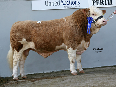 Lot 52 Reserve Champion Corskie Theo bred by Mr J Green sold for 4,800gns Sire Ballinalare Farm Nightrider Dam Corskie Wren 727