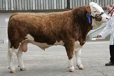 Overall Male Champion, Grangewood Trademark, bred by Mr & Mrs A S & Y A Leedham. Purchased by Mr R Brickell (Cockleford Herd) for 3300gns.