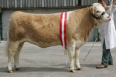 Overall Female Champion, Heywood Viola 4th, bred by Mr D M Barker. Purchased by Mr D Field & Mrs N Field (Burytown Herd) for 2000gns.