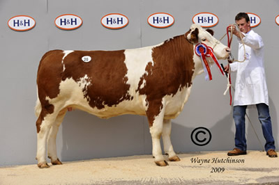 Champion Simmental, Midhope Temptation from WJ Hollinsworth sold for 3800gns