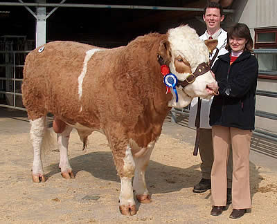 Reserve Champion BEANHILL PRINCE   M062005   Owned by  MR & MRS R J & B E KIMBER    (pictured) 