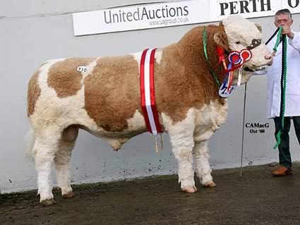 Lot 710 Overall & Junior Champion Sterling Viking 2nd 
