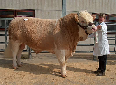 Champion Bull Farnborough Playboy M061471 Owned by Judith Cockerill (Pictured)