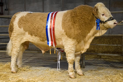 Mr. Henry Widdicombe’s Starline Westminster, the Male Champion