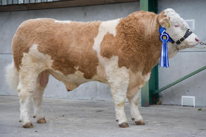 Burytown Wellington, owned by Mr. and Mrs. Field, the Simmental Reserve Champion Male