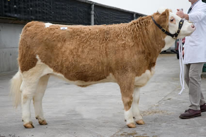 Beanhill Wynona, sired by Celtic Rock and bred from Beanhill Sheena, owned by Mr and Mrs. R. J. Kimber, sold for the top maiden heifer price of 2500 gns.