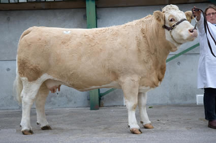 Oakhill Heidi 2nd sold for the top price of 2900 gns in the dispersal of Mrs. S. Wakefield’s Oakhill Herd