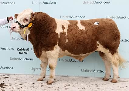 Hockenhull Waterloo, the 16,000 gns sale leader which provided a fond farewell to exhibiting at the Perth Bull Sales for his retiring breeder, Hugo Arnold, Hockenhull Farms, Tarvin, Chester, who recently dispersed his prizewinning herd.