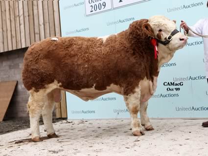 The red ribbon Corskie Woody from Class 7 secured 12,000 gns for Jimmy and Iain Green’s Corskie herd giving them the second top price of the sale.