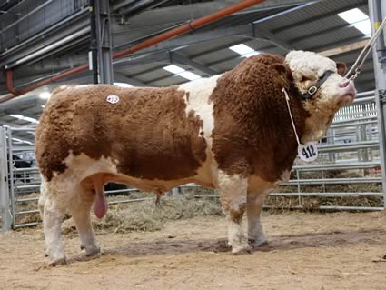 The best from the Kilbride Farm herd of W. H. Robson and Sons, Co. Antrim, the February 2008 born Kilbride Farm Wick sold for 10,000 gns.